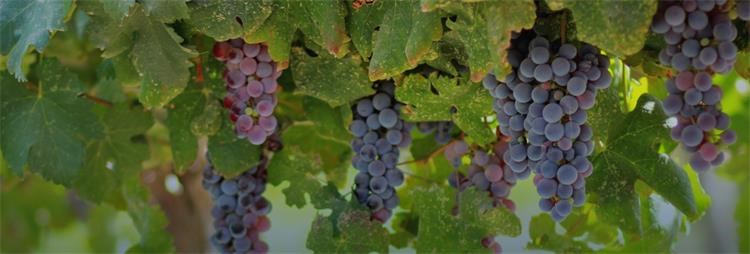 Uprawa winorośli i winiarstwo w  Chorwacji